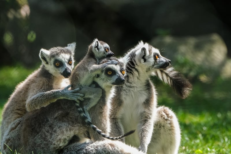 Networking Groups